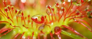 Preview wallpaper drosera, macro, plant, drops