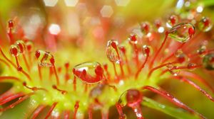 Preview wallpaper drosera, macro, plant, drops