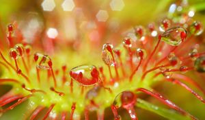 Preview wallpaper drosera, macro, plant, drops