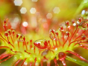 Preview wallpaper drosera, macro, plant, drops