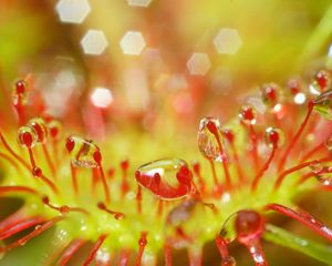 Preview wallpaper drosera, macro, plant, drops