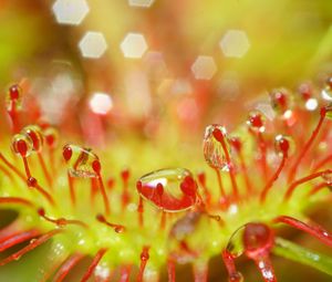 Preview wallpaper drosera, macro, plant, drops