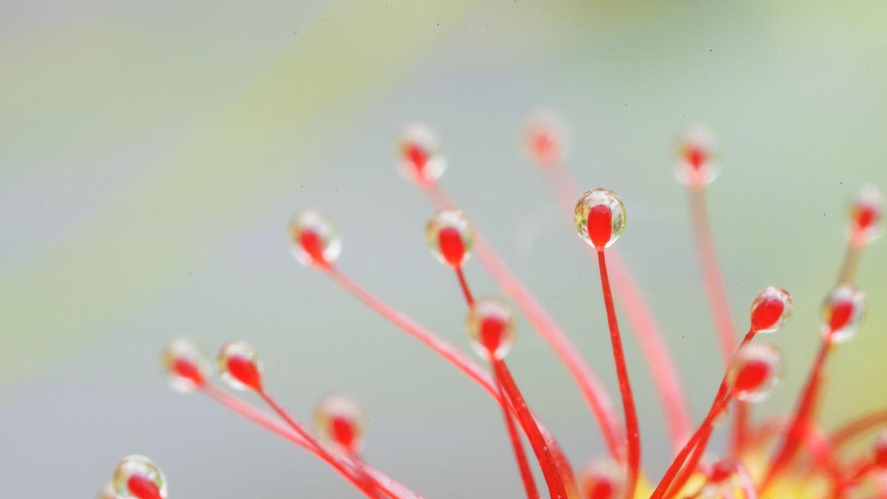 Wallpaper drosera, macro, plant, drops, red