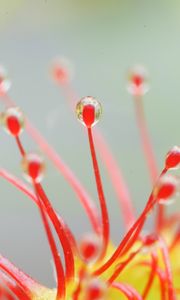 Preview wallpaper drosera, macro, plant, drops, red