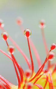 Preview wallpaper drosera, macro, plant, drops, red