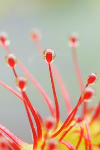 Preview wallpaper drosera, macro, plant, drops, red