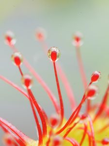 Preview wallpaper drosera, macro, plant, drops, red