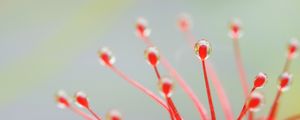 Preview wallpaper drosera, macro, plant, drops, red