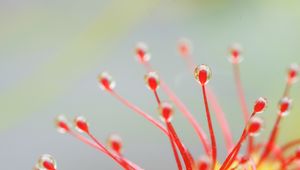 Preview wallpaper drosera, macro, plant, drops, red