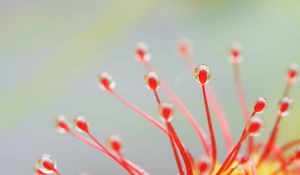 Preview wallpaper drosera, macro, plant, drops, red