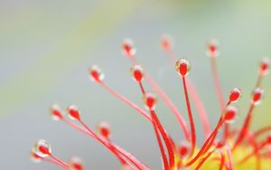 Preview wallpaper drosera, macro, plant, drops, red