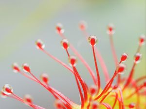 Preview wallpaper drosera, macro, plant, drops, red