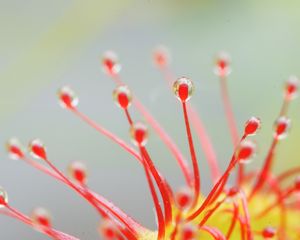 Preview wallpaper drosera, macro, plant, drops, red