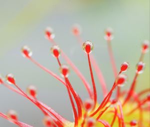 Preview wallpaper drosera, macro, plant, drops, red