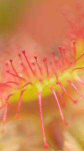 Preview wallpaper drosera, macro, plant, blur