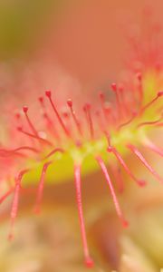 Preview wallpaper drosera, macro, plant, blur