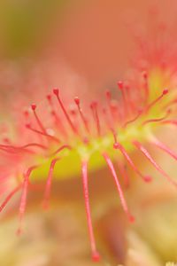 Preview wallpaper drosera, macro, plant, blur