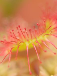 Preview wallpaper drosera, macro, plant, blur