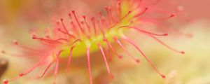 Preview wallpaper drosera, macro, plant, blur