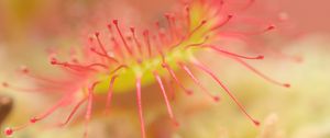 Preview wallpaper drosera, macro, plant, blur