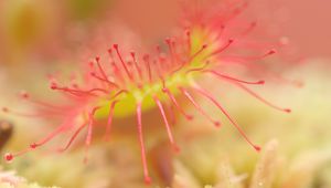 Preview wallpaper drosera, macro, plant, blur