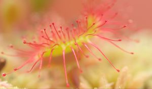 Preview wallpaper drosera, macro, plant, blur