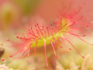 Preview wallpaper drosera, macro, plant, blur