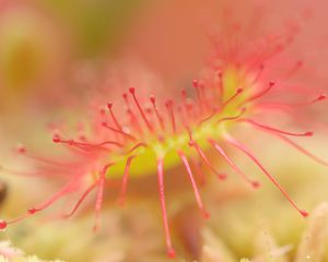 Preview wallpaper drosera, macro, plant, blur