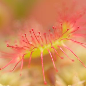 Preview wallpaper drosera, macro, plant, blur