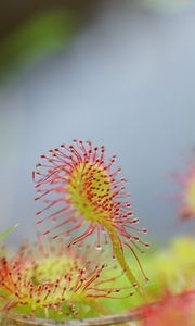 Preview wallpaper drosera, plant, drops, macro, blur