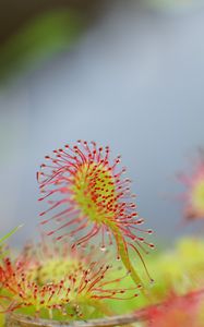 Preview wallpaper drosera, plant, drops, macro, blur