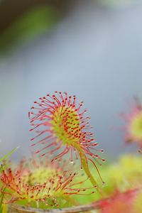 Preview wallpaper drosera, plant, drops, macro, blur