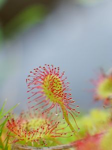 Preview wallpaper drosera, plant, drops, macro, blur