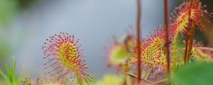 Preview wallpaper drosera, plant, drops, macro, blur