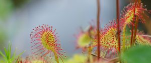 Preview wallpaper drosera, plant, drops, macro, blur