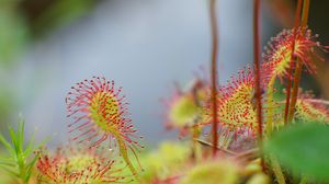 Preview wallpaper drosera, plant, drops, macro, blur