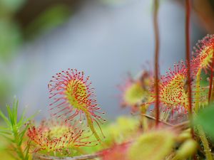 Preview wallpaper drosera, plant, drops, macro, blur