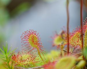 Preview wallpaper drosera, plant, drops, macro, blur