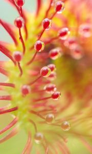 Preview wallpaper drosera, plant, drops, macro, transparent