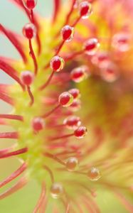 Preview wallpaper drosera, plant, drops, macro, transparent