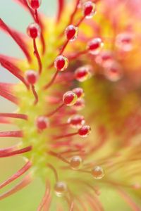 Preview wallpaper drosera, plant, drops, macro, transparent