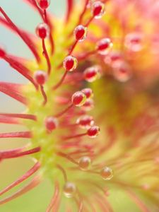 Preview wallpaper drosera, plant, drops, macro, transparent