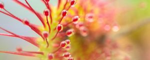 Preview wallpaper drosera, plant, drops, macro, transparent