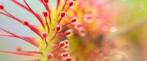 Preview wallpaper drosera, plant, drops, macro, transparent