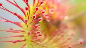 Preview wallpaper drosera, plant, drops, macro, transparent