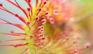 Preview wallpaper drosera, plant, drops, macro, transparent