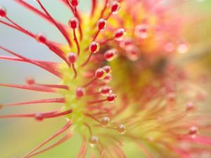 Preview wallpaper drosera, plant, drops, macro, transparent