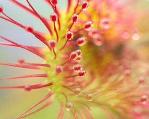 Preview wallpaper drosera, plant, drops, macro, transparent