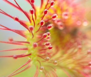 Preview wallpaper drosera, plant, drops, macro, transparent