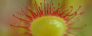 Preview wallpaper drosera rotundifolia, sundew, plant, blur, macro